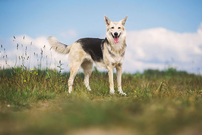 Full length of a dog on field