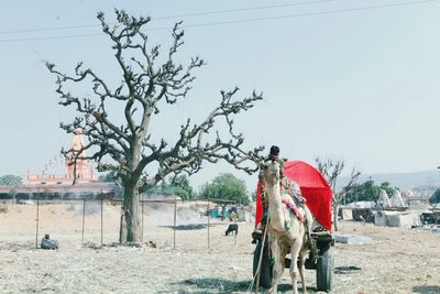 View of camel standing by tree against sky