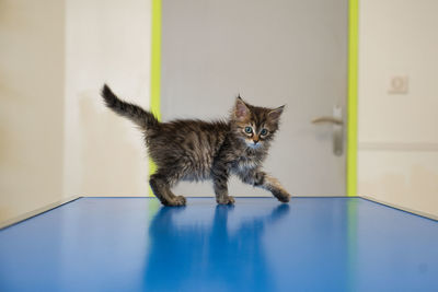 6 weeks old kitten walking on a veterinary examination table