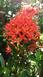 Close-up of red flowers