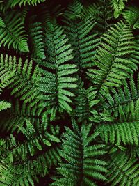 Full frame shot of fern leaves