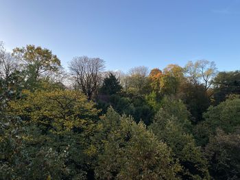 Trees growing in forest against sky during autumn