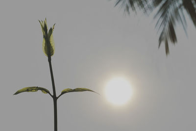 Low angle view of plant against sky