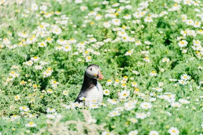 Atlantic puffins standing in the middle of a chamomile field on skomer island in pembrokeshire, uk.