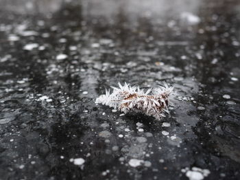 Close-up of snow on leaf during winter