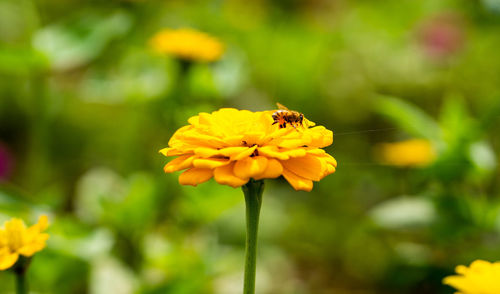 Close-up of insect on yellow flower