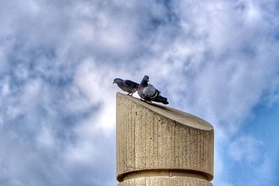 Low angle view of bird perching on a tower