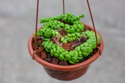 Close-up of grapes in bowl