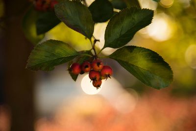 Close-up of red berries growing on tree