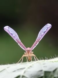 Close-up of butterfly on flower