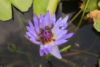 Close-up of bee pollinating on purple flower