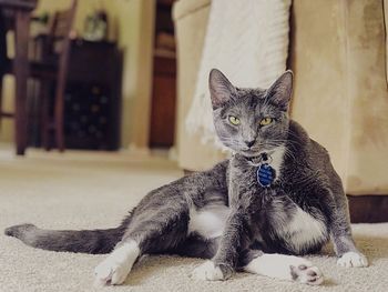 Portrait of cat sitting at home