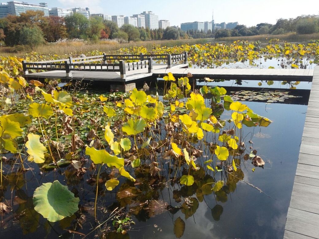 yellow, leaf, growth, flower, nature, water, plant, railing, high angle view, beauty in nature, day, tranquility, outdoors, freshness, green color, sunlight, autumn, park - man made space, bench, no people