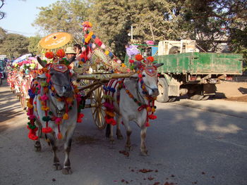 Horse cart on tree