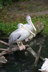 Birds perching on wood