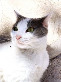 High angle view of cat on wall