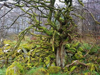 Moss growing on tree in forest