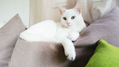 Portrait of cat on sofa at home