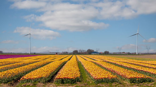 Tulip field in spring, known worldwide for the beautiful colors on the land, province of flevoland