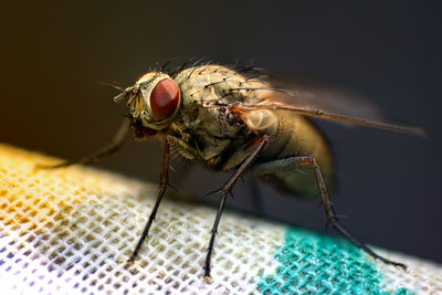 Macro shot of housefly