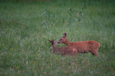 Side view of deer on field