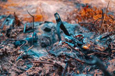 Close-up of lizard on land