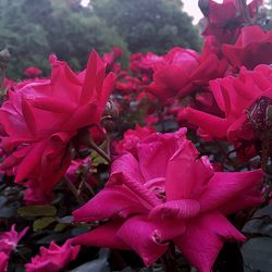 Close-up of pink flowers growing in park