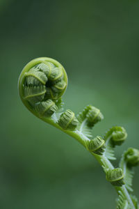 Green fern young shoots on april 2022