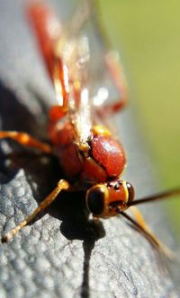 Close-up of ladybug