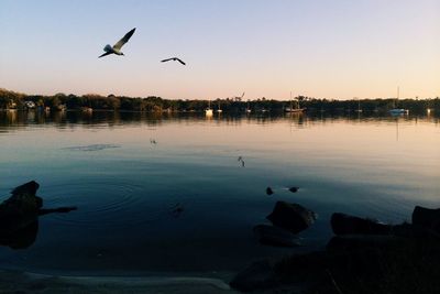 Bird flying over water