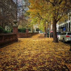 Trees in city