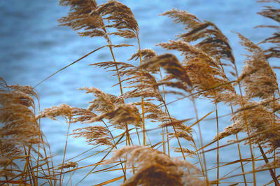 Close-up of plant against water 