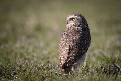 Close-up of burrowing owl on field