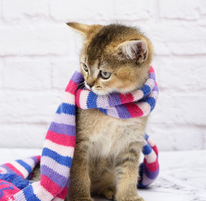 Kitten golden ticked scottish chinchilla straight on a white background. the cat stands in a kn