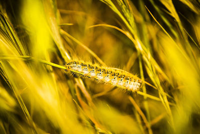 Close-up of insect on plant