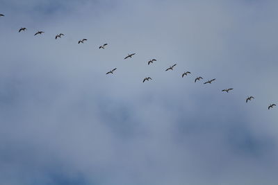 Low angle view of birds flying in sky