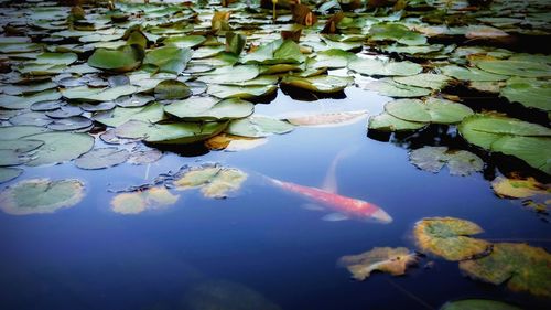 View of fish in water