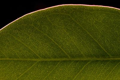 Close-up of leaves