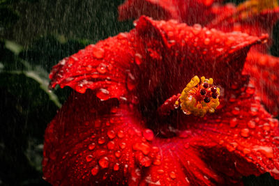 Close-up of coral in sea
