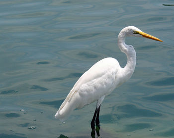 Close-up of egret standing in lake