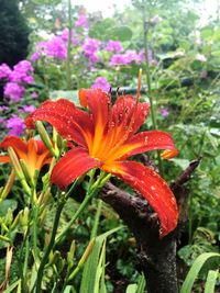 Close-up of day lily blooming outdoors