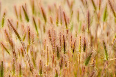 Close-up of plants growing on field