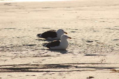 Side view of seagulls on beach