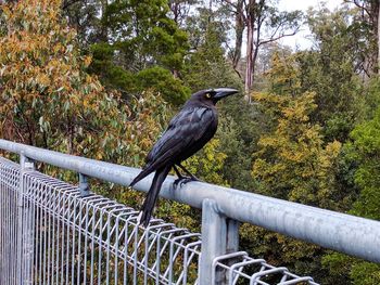 Bird perching on railing against trees