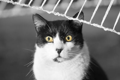 Close-up portrait of cat