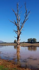 Bare tree by lake against clear blue sky