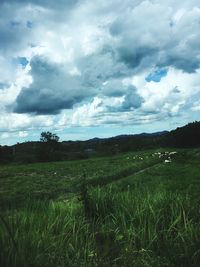 Scenic view of agricultural field against sky