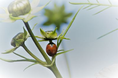 Close-up of berries on plant