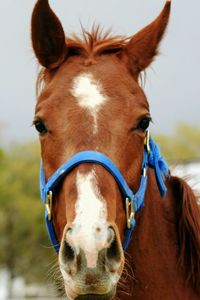 Close-up of horse against sky