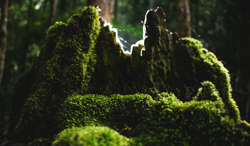 Close-up of plants growing on land